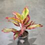Aglaonema Red Fire