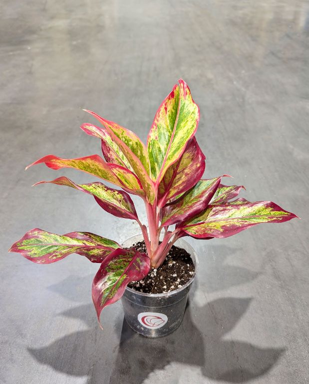 Aglaonema Red Fire