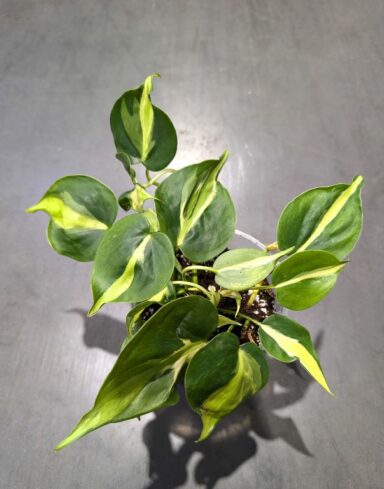 Philodendron Cream Splash