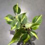 Philodendron Cream Splash
