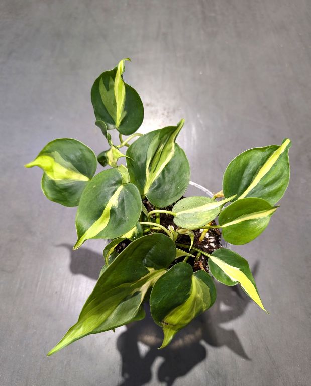 Philodendron Cream Splash