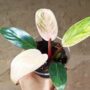 philodendron pink bikini