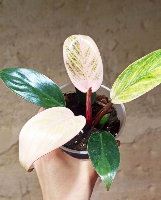 philodendron pink bikini