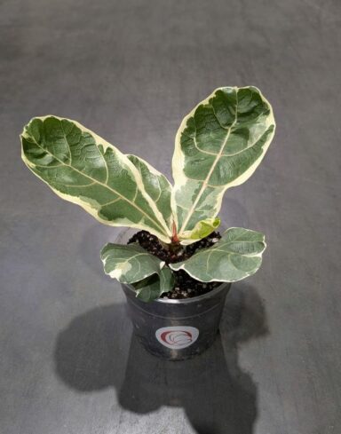 Ficus Lyrata Variegata