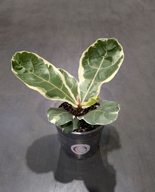 Ficus Lyrata Variegata