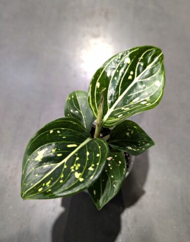 Aglaonema Toms Pride