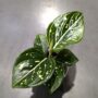 Aglaonema Toms Pride