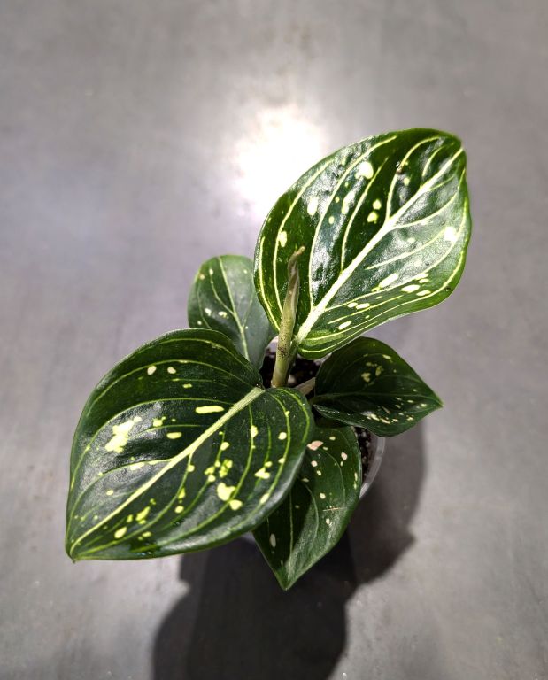 Aglaonema Toms Pride