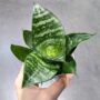Sansevieria Trifasciata Hahnii