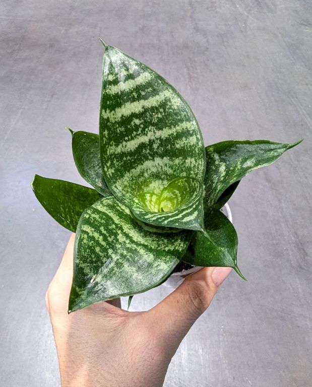 Sansevieria Trifasciata Hahnii