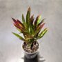 Codiaeum variegatum Excellent - Croton