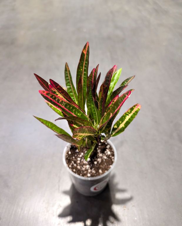 Codiaeum variegatum Excellent - Croton