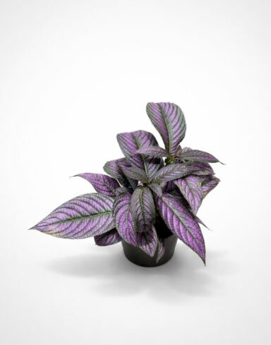 Strobilanthes Dyeriana Metallica