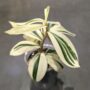 Costus Arabicus Variagata