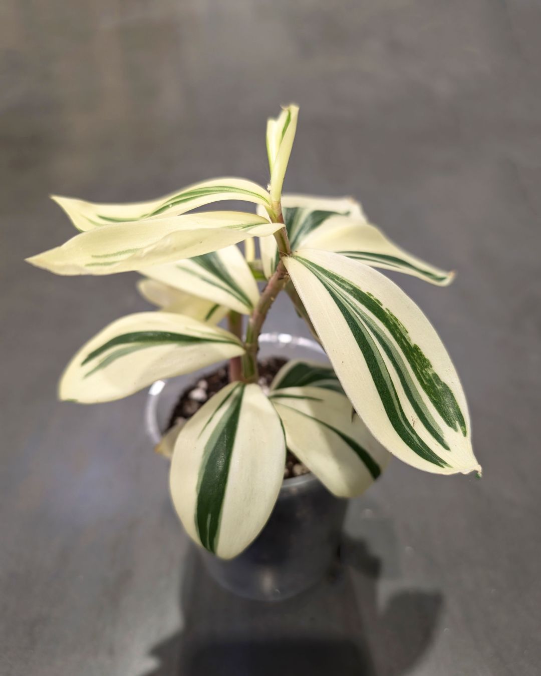 Acheter Costus Arabicus Variagata - Spirale panachée du Gingembre en ...