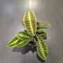 Labisia Japonica - Dos de Tortue