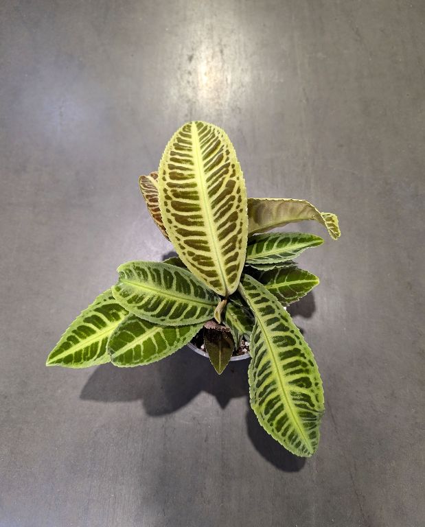Labisia Japonica - Dos de Tortue