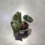 Alocasia Suhirmaniana Red Petiole