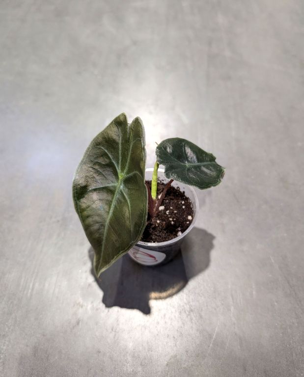 Alocasia Suhirmaniana Red Petiole