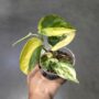Epipremnum pinnatum Jade Satin