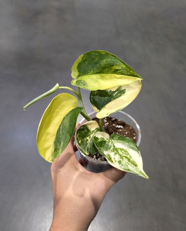 Epipremnum pinnatum Jade Satin