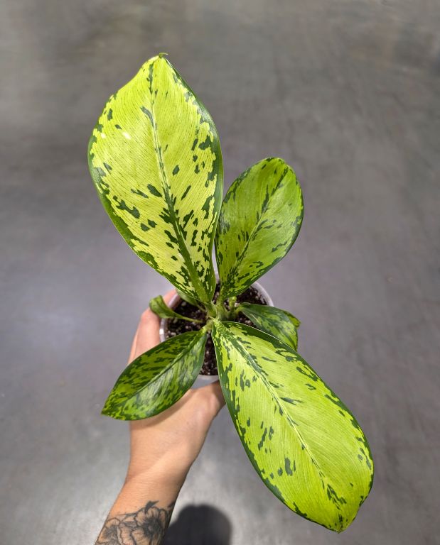 Dieffenbachia Crocodile