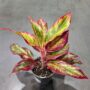 Aglaonema Red Fire