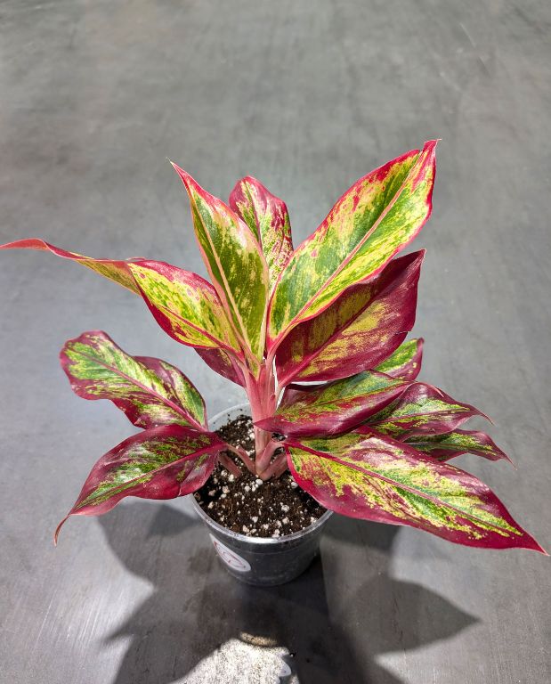Aglaonema Red Fire