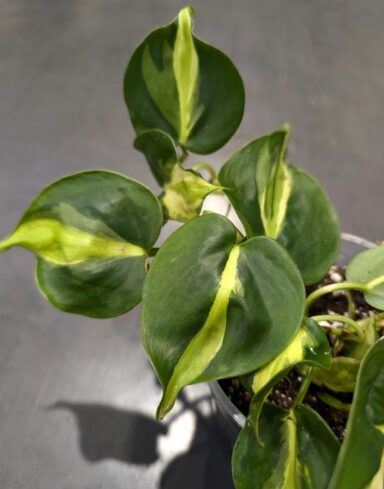 Philodendron Cream Splash alternative