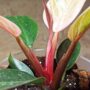 philodendron pink bikini