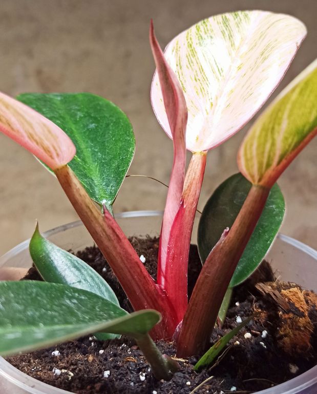 philodendron pink bikini