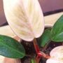 philodendron pink bikini