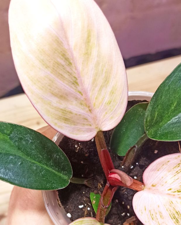 philodendron pink bikini
