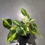 Philodendron Cream Splash