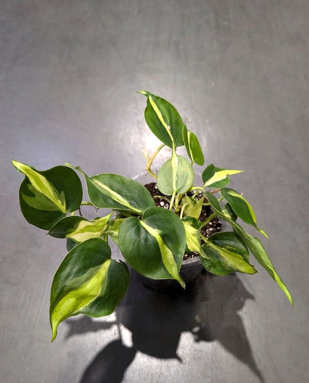 Philodendron Cream Splash