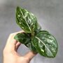 Aglaonema Toms Pride
