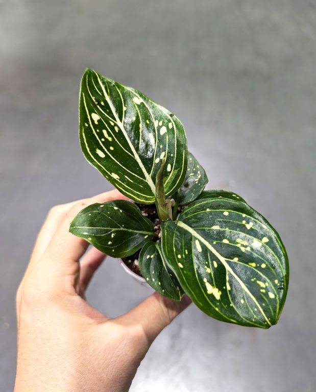 Aglaonema Toms Pride