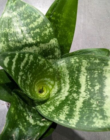 Sansevieria Trifasciata Hahnii alternative