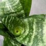 Sansevieria Trifasciata Hahnii