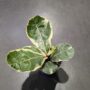 Ficus Lyrata Variegata