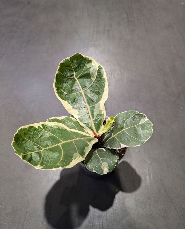 Ficus Lyrata Variegata