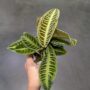 Labisia Japonica - Dos de Tortue
