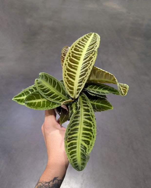 Labisia Japonica - Dos de Tortue