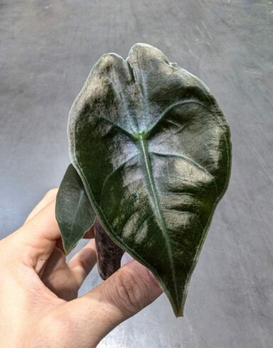 Alocasia Suhirmaniana Red Petiole alternative