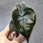 Alocasia Suhirmaniana Red Petiole