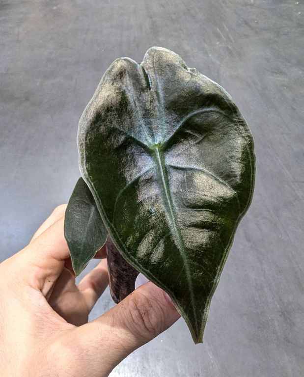 Alocasia Suhirmaniana Red Petiole