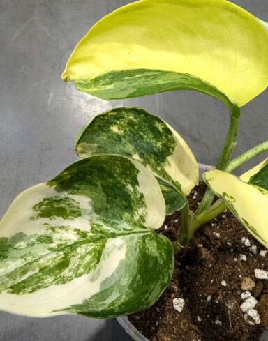 Epipremnum pinnatum Jade Satin alternative