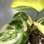 Epipremnum pinnatum Jade Satin