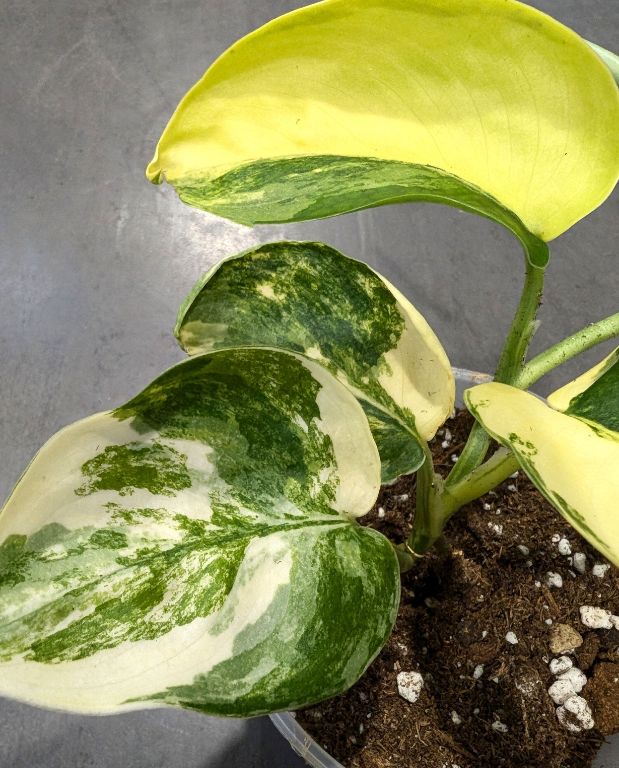 Epipremnum pinnatum Jade Satin
