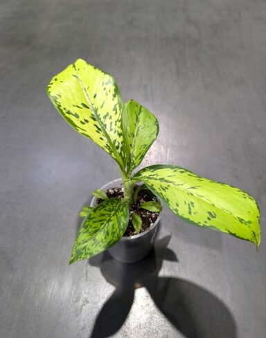 Dieffenbachia Crocodile